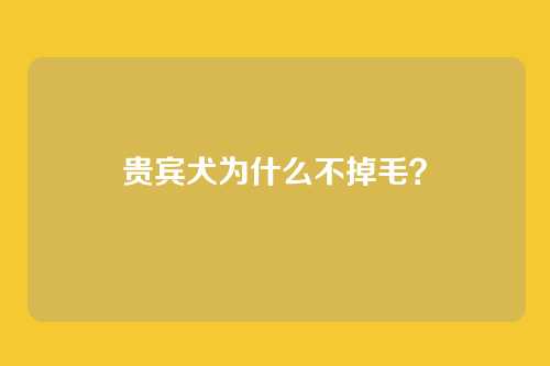 贵宾犬为什么不掉毛？