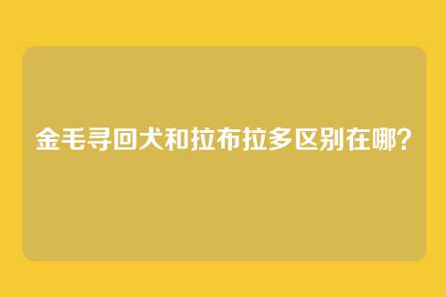 金毛寻回犬和拉布拉多区别在哪？