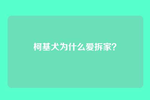 柯基犬为什么爱拆家？