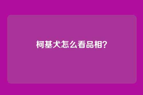 柯基犬怎么看品相？