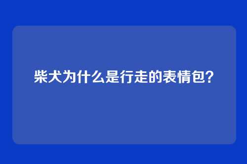 柴犬为什么是行走的表情包？