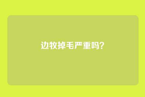 边牧掉毛严重吗？