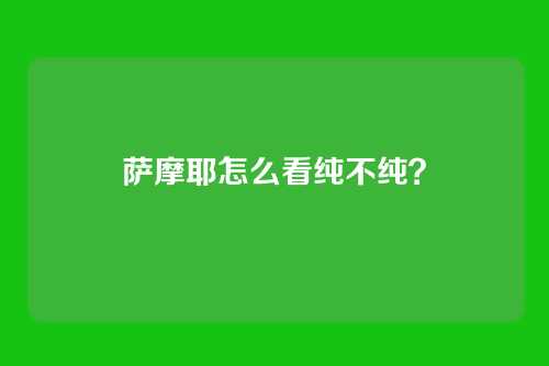 萨摩耶怎么看纯不纯？