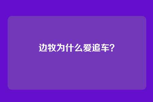 边牧为什么爱追车?