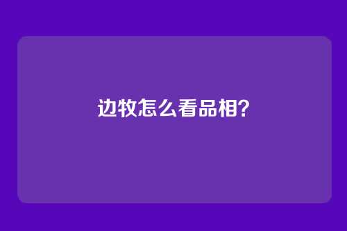 边牧怎么看品相？
