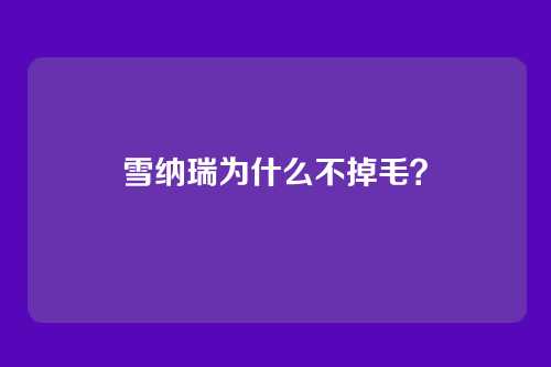 雪纳瑞为什么不掉毛?