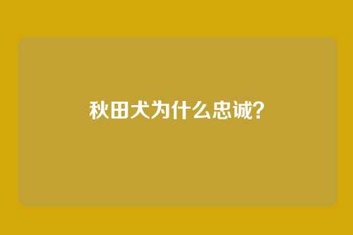 秋田犬为什么忠诚？