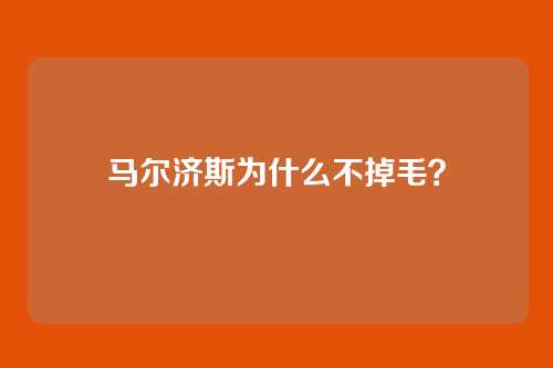 马尔济斯为什么不掉毛？