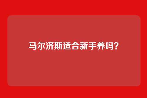 马尔济斯适合新手养吗？