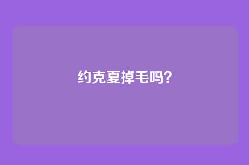 约克夏掉毛吗？