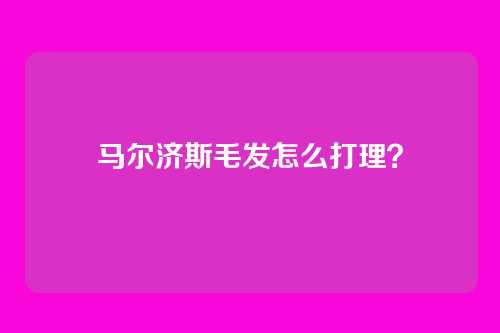 马尔济斯毛发怎么打理?