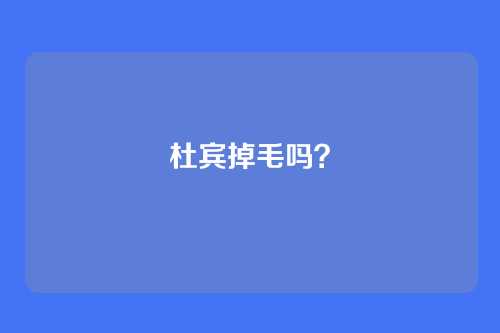 杜宾掉毛吗?