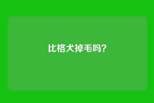 比格犬掉毛吗？