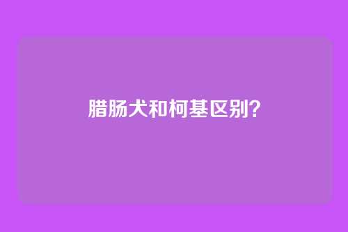 腊肠犬和柯基区别?