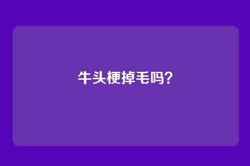 牛头梗掉毛吗？