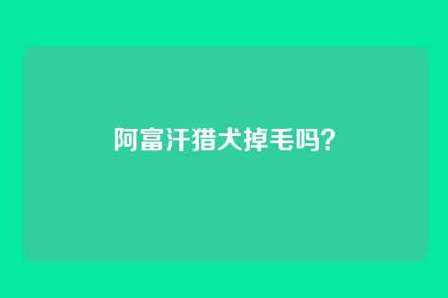 阿富汗猎犬掉毛吗？