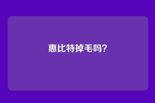 惠比特掉毛吗？