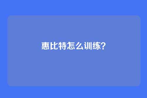 惠比特怎么训练？