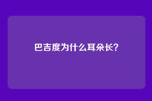 巴吉度为什么耳朵长？